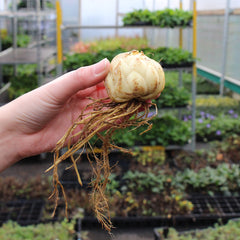 Imported Lilliam-White (1 Bulb)