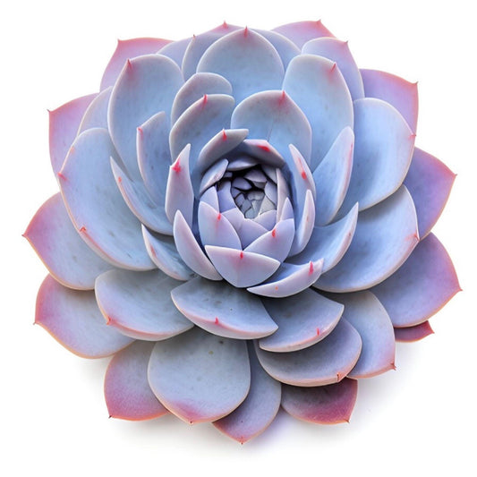 Echeveria Succulent – Premium Rosette Ornamental Plant