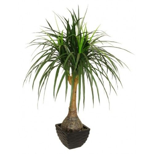 Surahi Palm – Bottle Palm (Hyophorbe lagenicaulis)