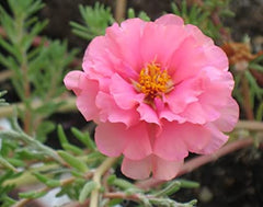 Portulaca Pink Flower Seeds  Din ka Raja Pink Blooms for Summer