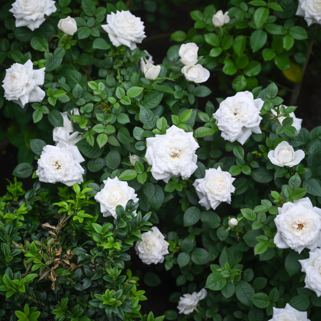 White Smile Rose – Pure White Elegant Rose Plant