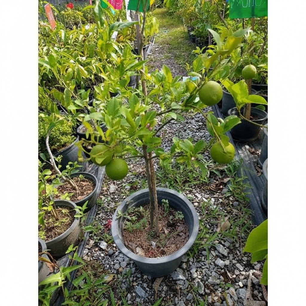 Mussami Grafted Plant – Sweet Lime Citrus Fruit Tree (Citrus limetta)