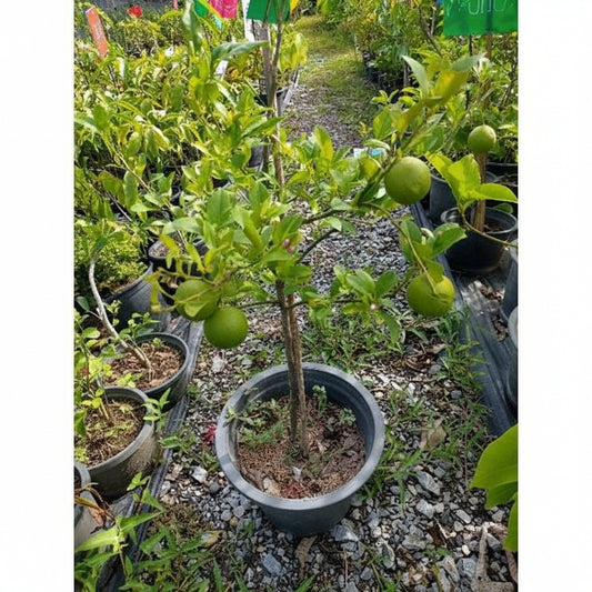 Mussami Grafted Plant – Sweet Lime Citrus Fruit Tree (Citrus limetta)