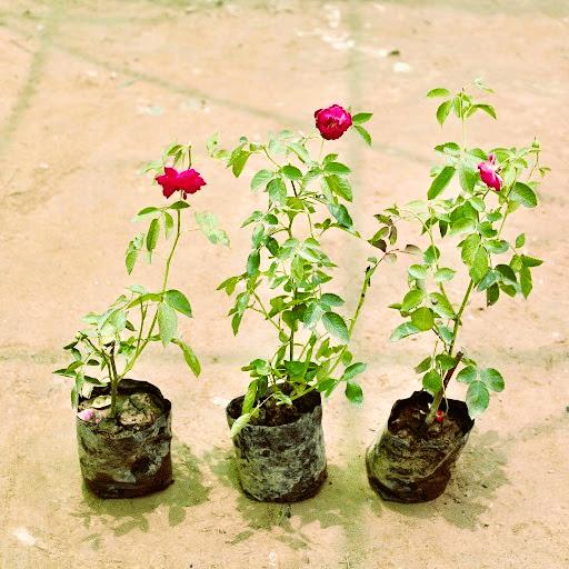 Desi Gulab Plant – Fragrant Traditional Rose Plant