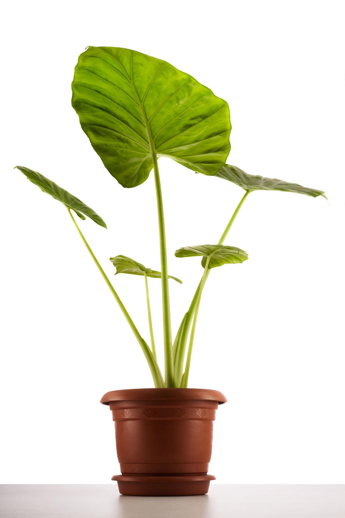 Green Alocasia Bulb– Tropical Elephant Ear Foliage Plant