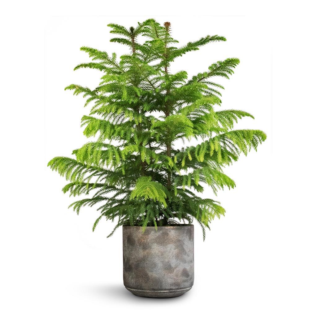 Araucaria Plant – Norfolk Island Pine (Araucaria heterophylla)
