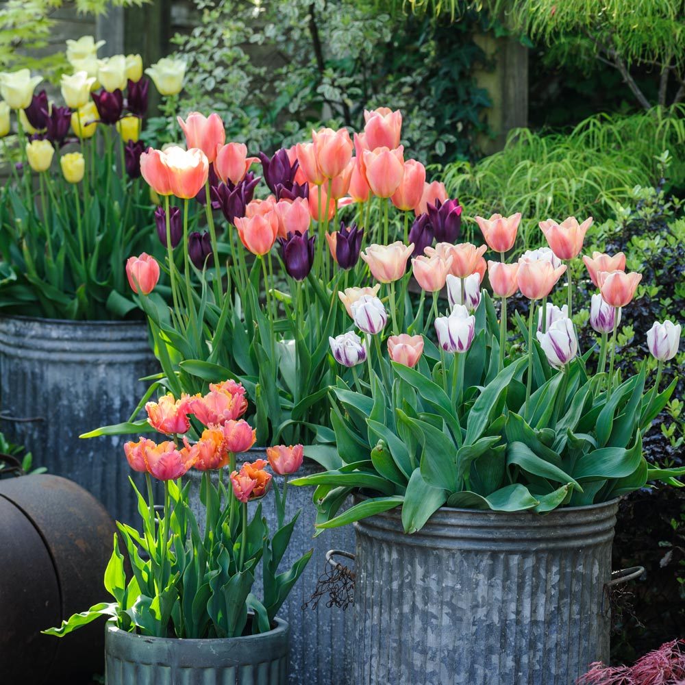 Imported Tulip-Any Color (1 Bulb)