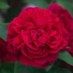 David Austin Deep Rose – Fragrant English Rose Plant