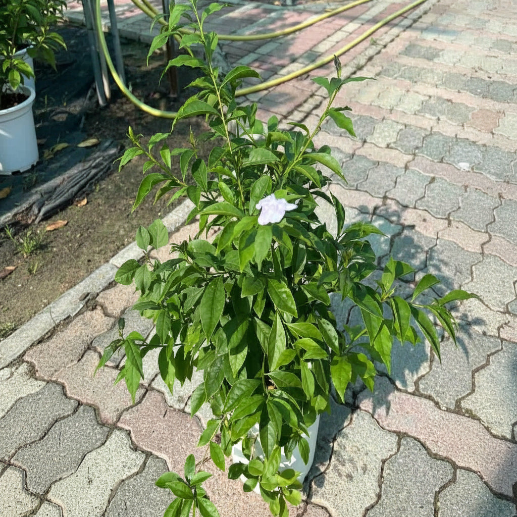 Francesia Plant – Brunfelsia (Yesterday, Today & Tomorrow Plant)