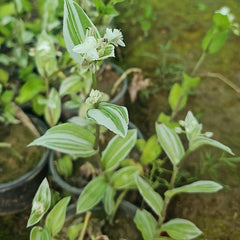 Variegated Wandering Jew Plant