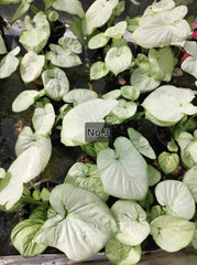 Caladium Bulbs (Different Colors)