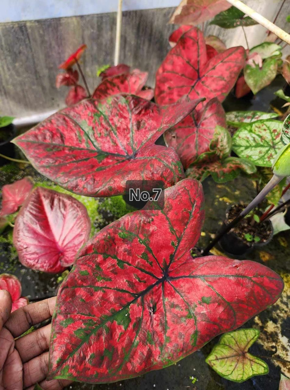 Caladium Bulbs (Different Colors)