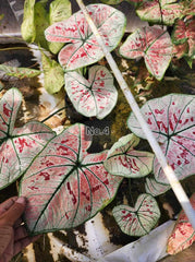 Caladium Bulbs (Different Colors)