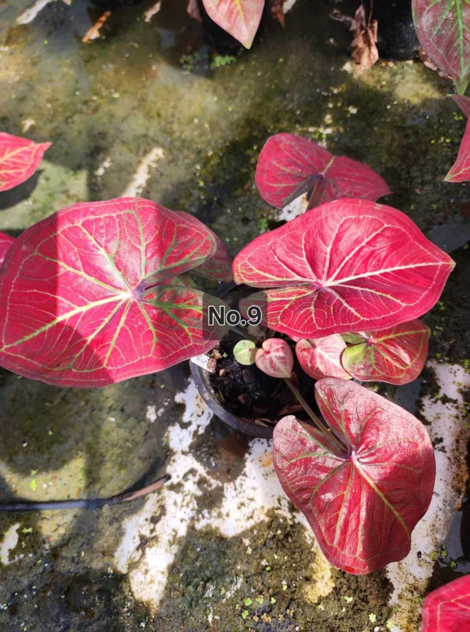 Caladium Bulbs (Different Colors)