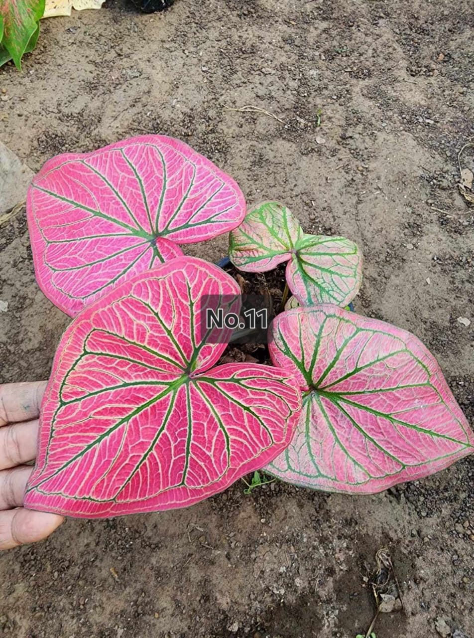 Caladium Bulbs (Different Colors)