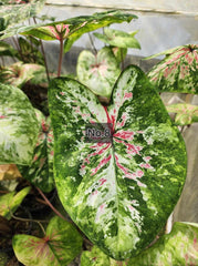 Caladium Bulbs (Different Colors)