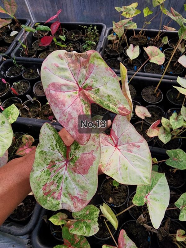 Caladium Bulbs (Different Colors)