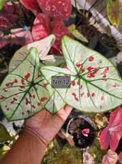 Caladium Bulbs (Different Colors)