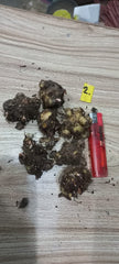 Caladium Bulbs (Different Colors)