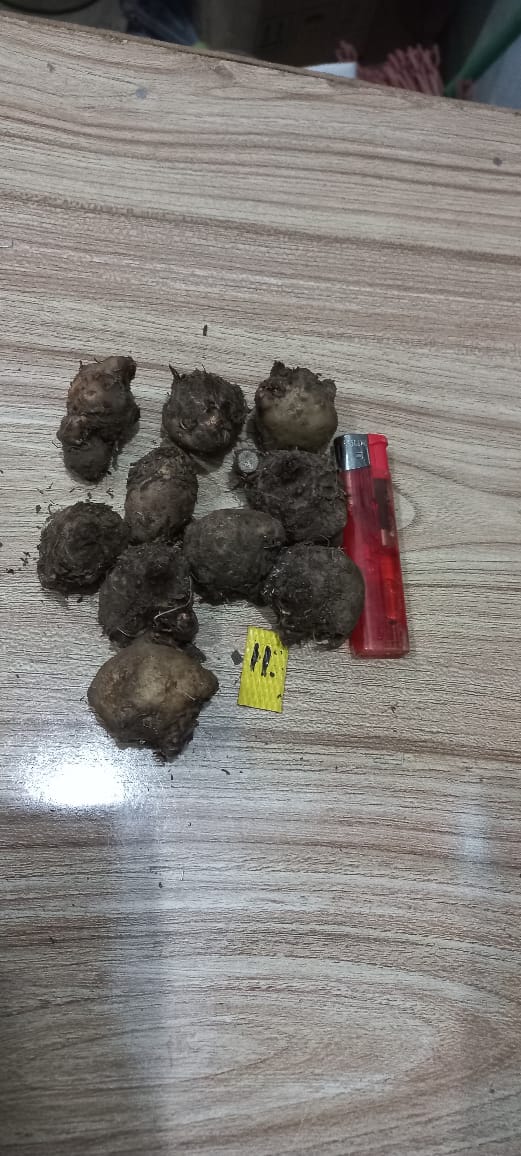 Caladium Bulbs (Different Colors)