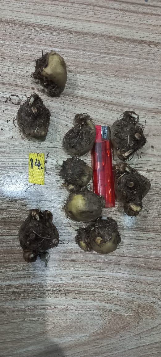 Caladium Bulbs (Different Colors)