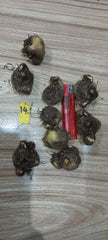 Caladium Bulbs (Different Colors)