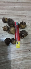 Caladium Bulbs (Different Colors)