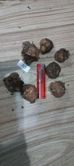Caladium Bulbs (Different Colors)