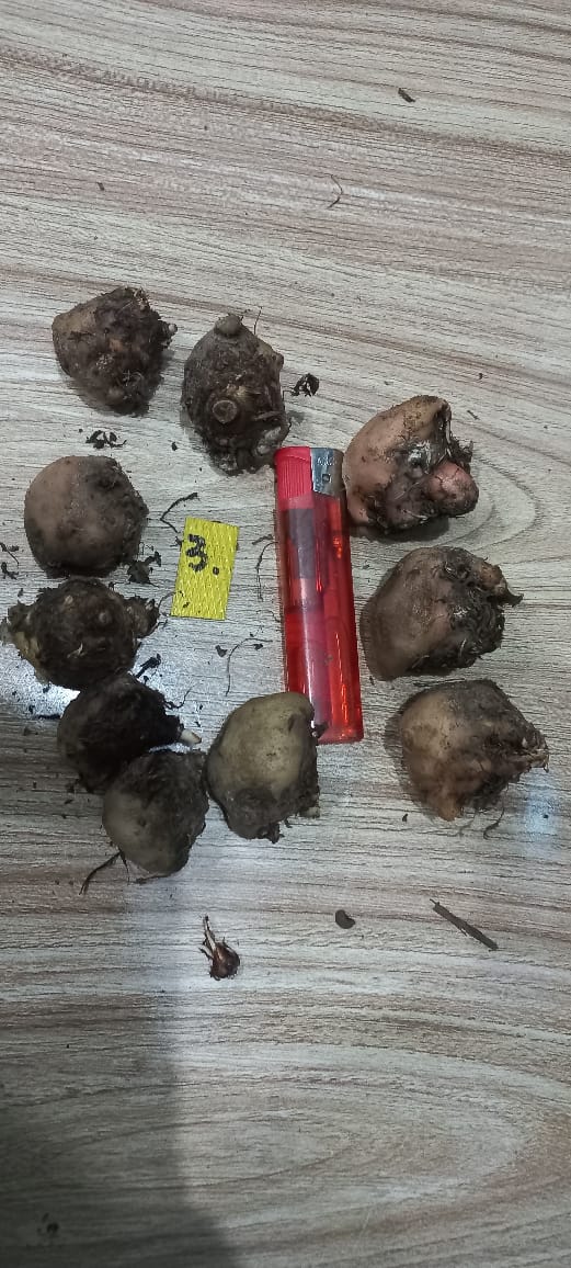 Caladium Bulbs (Different Colors)