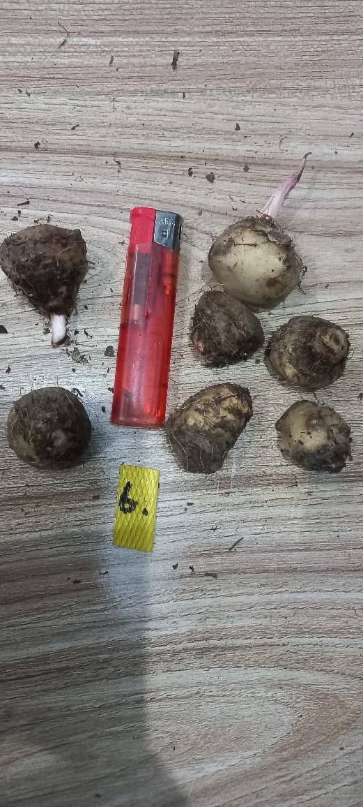Caladium Bulbs (Different Colors)