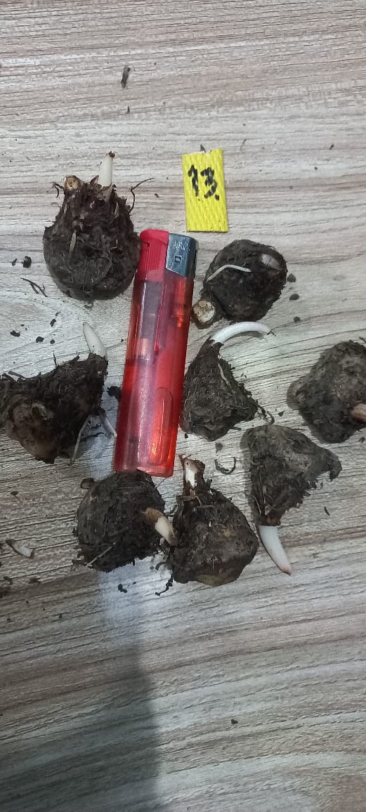 Caladium Bulbs (Different Colors)
