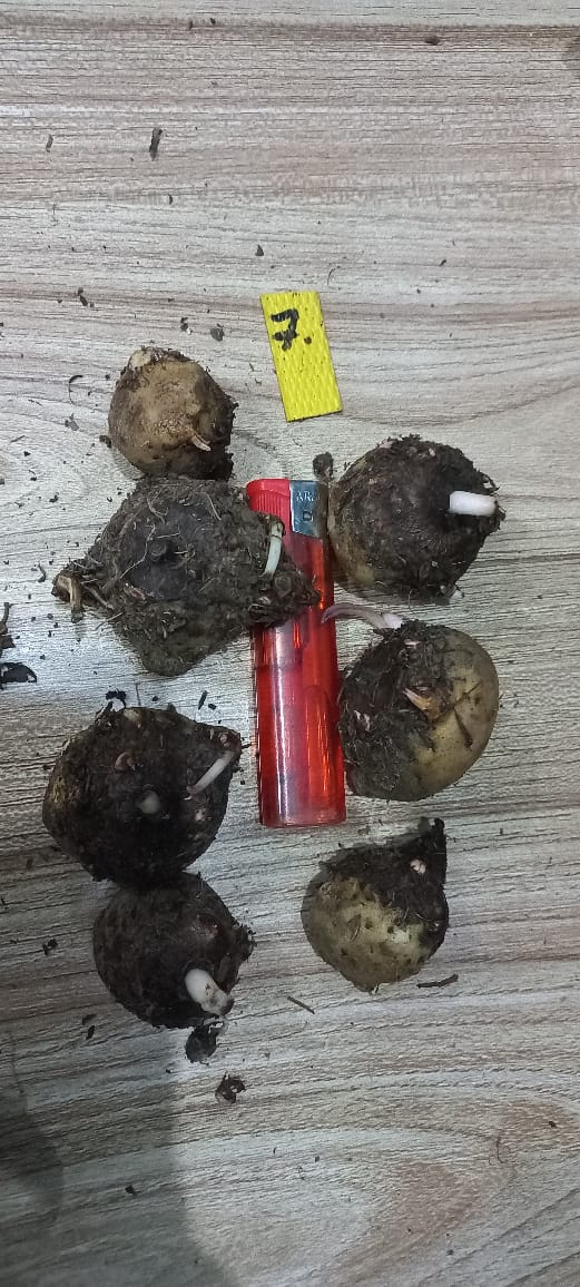 Caladium Bulbs (Different Colors)