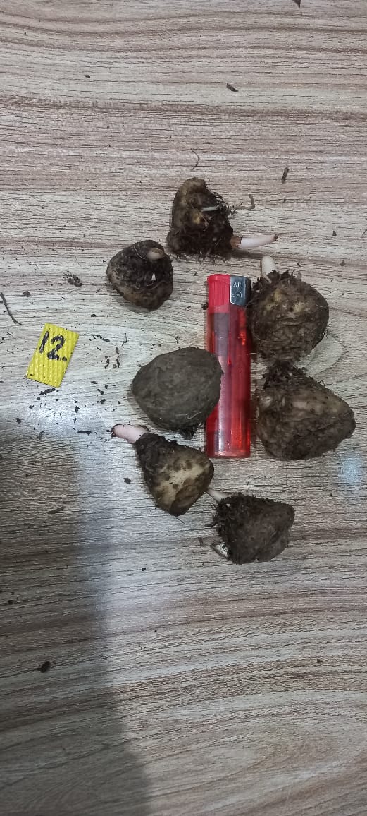Caladium Bulbs (Different Colors)