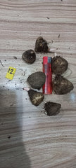 Caladium Bulbs (Different Colors)