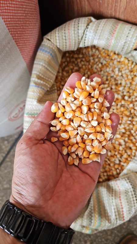 Sweet Corn Seeds  Pack of 40 | High-Yield, Sweet & Juicy Variety