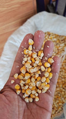 Local Corn Seeds  Pack of 50 | Traditional High-Yield Desi Variety