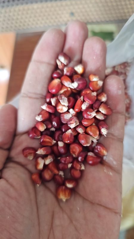 Red Sweet Corn Seeds  Pack of 50 | Rare, Nutritious & High-Antioxidant Variety