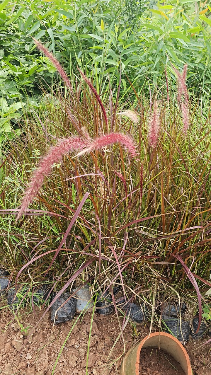 Elegant Red Pampas Grass  Graceful & Vibrant Addition to Any Garden