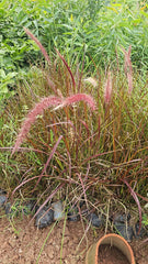 Elegant Red Pampas Grass  Graceful & Vibrant Addition to Any Garden