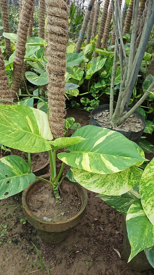 Big Leaf Variegated Money Plant with Moss Stick  Lush, Stylish & Easy to Maintain