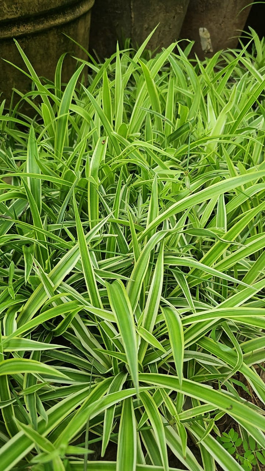 Spider Plant  Air Purifier & Stylish Indoor Essential
