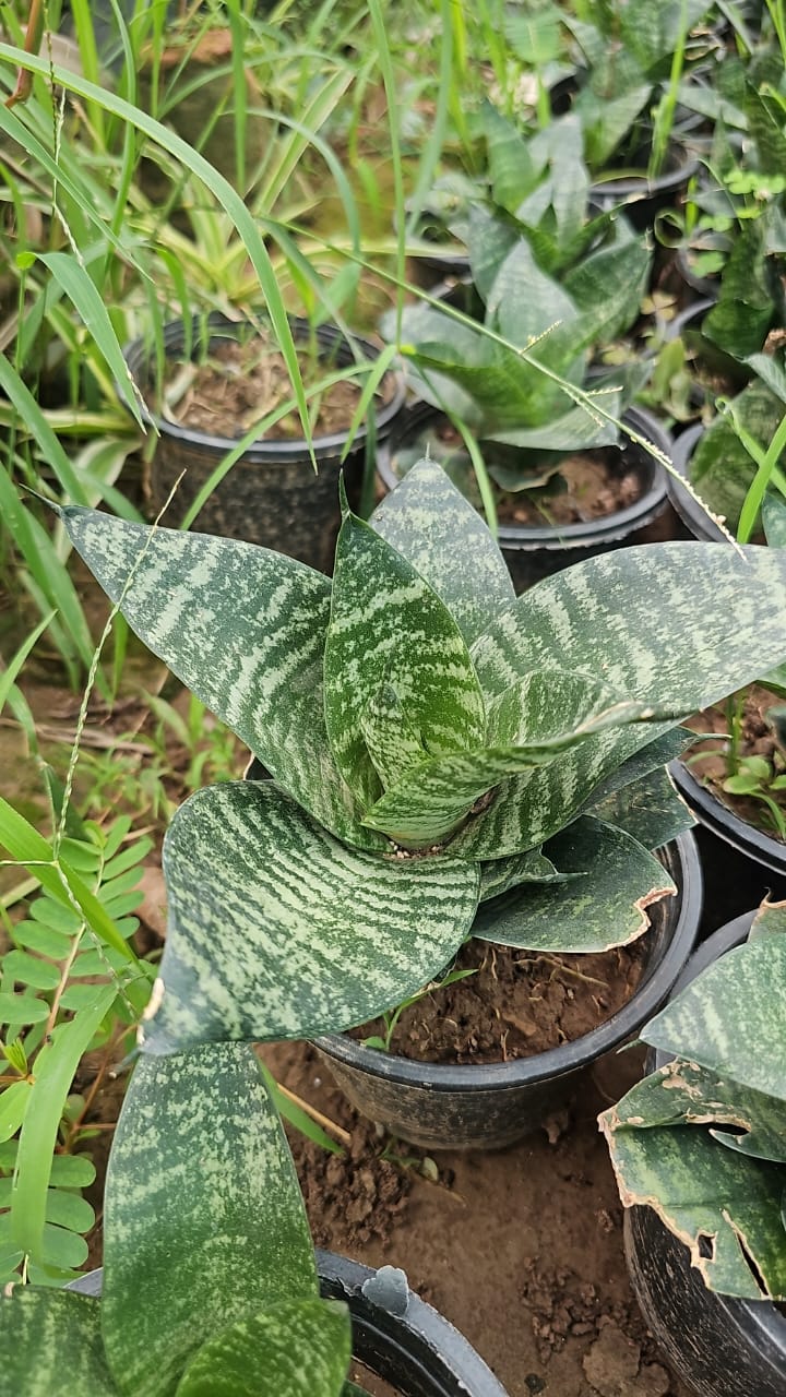 Dwarf Snake Plant  Compact, Hardy & Air-Purifying Marvel