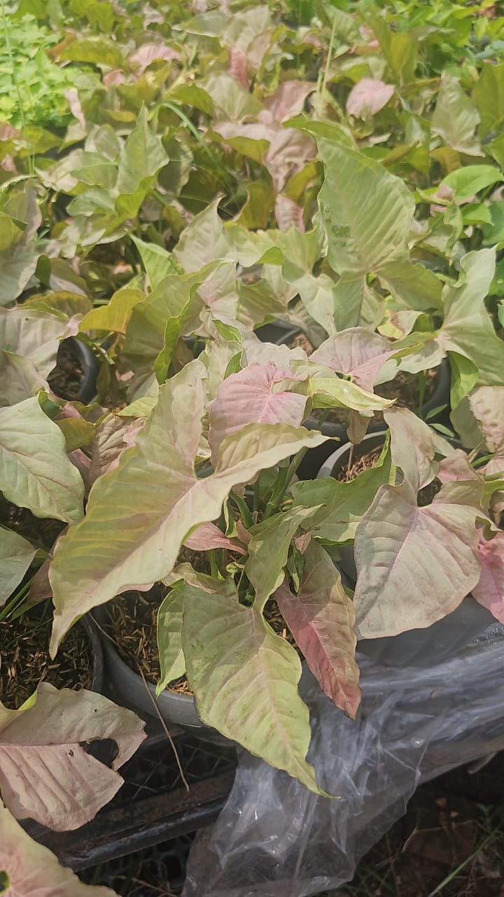 Compact Philodendron  Stylish Green for Small Spaces