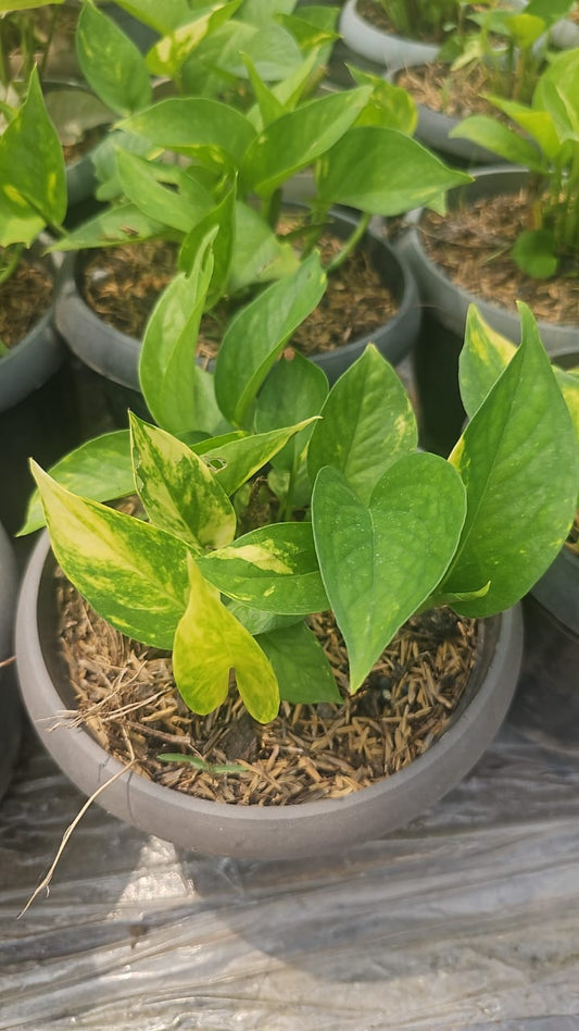 Small Money Plant  Fresh Start to Green Wealth