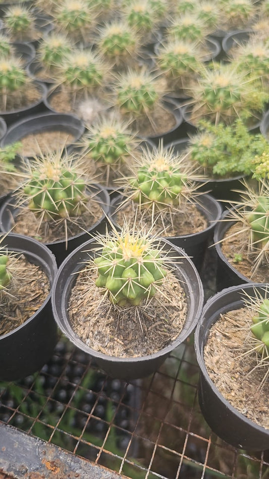 Golden Berrall  Brighten Your Garden with Golden Glow