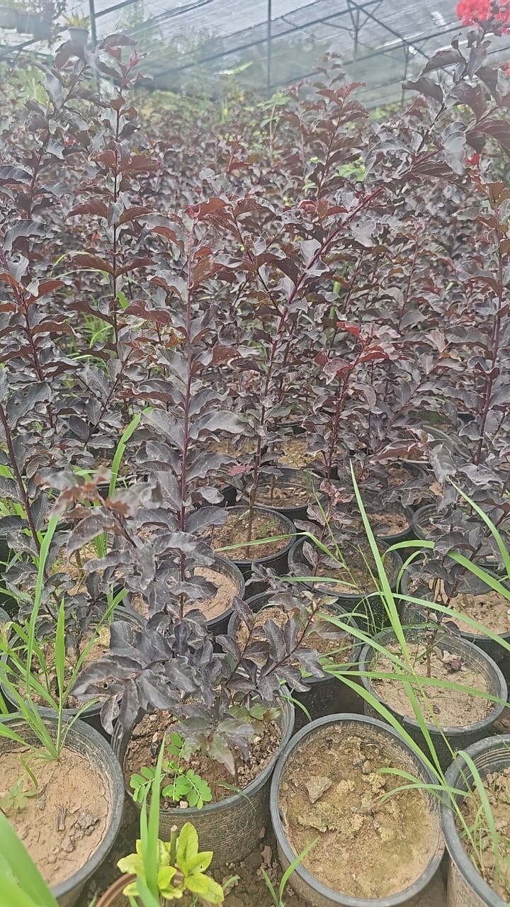 Legistonia (Imported)  Lush & Exotic Indoor Beauty