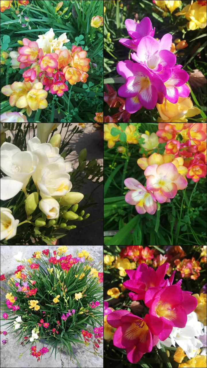 Freesia Bulbs  5 Color Mix | Fragrant & Vibrant Spring Blooms