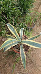 Variegated Aloe Vera  Unique Medicinal & Decorative Succulent