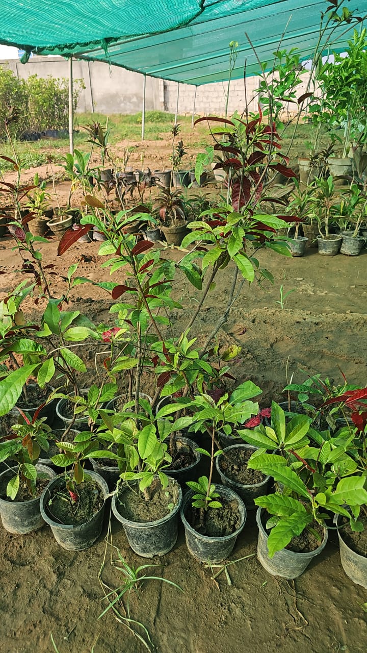 Assoceria  Hardy & Attractive Ornamental Plant