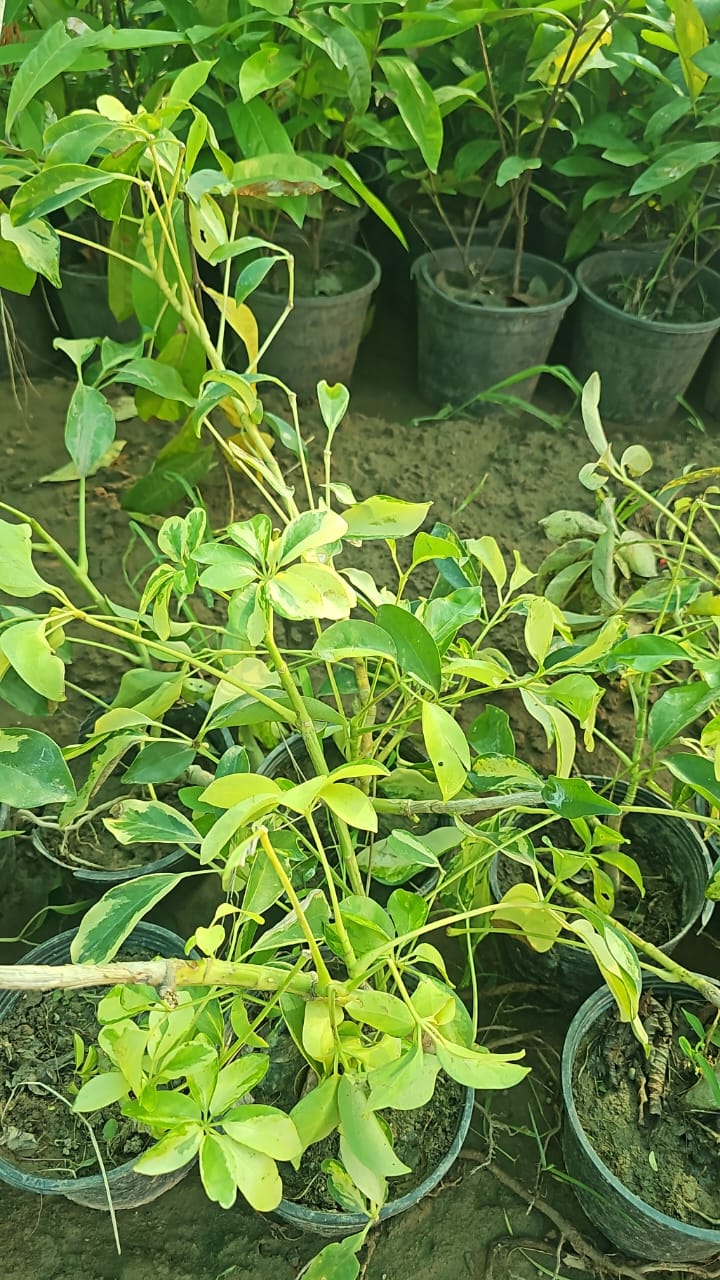 Schefflera  Elegant Umbrella Plant for Home & Garden